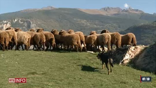 Les moutons Roux-du-Valais